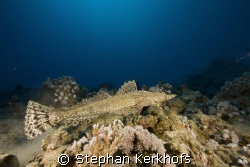 indean ocean crocodilefish (papilloculiceps longiceps)
 by Stephan Kerkhofs 